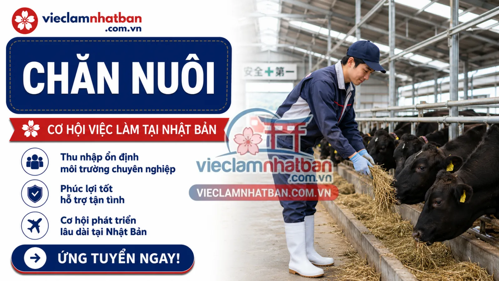 CHĂN NUÔI BÒ THỊT (Choshi-shi, Chiba)